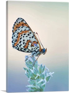 ARTCANVAS Orange Black Butterfly Closeup Canvas Art Print - Picture 1 of 15