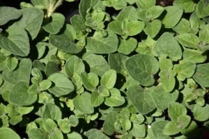 Hot n Spicy Oregano - Flavorfull Culinary Herb - Picture 1 of 1