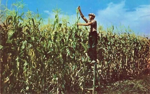 Were the Corn Grows Tall.....  Iowa (?) Vintage PC - Picture 1 of 2