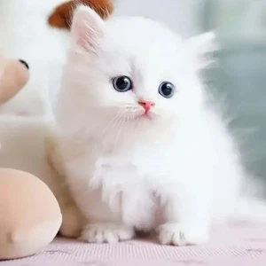 2025 Robot Perro Gato Cachorro - Paseos, Ladrados, Moveos Cola - Actúa como un juguete real para mascotas - Imagen 1 de 9