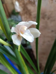 Cymbidium Orchid VARIETY 1 Plant Large 50cm - Picture 1 of 3