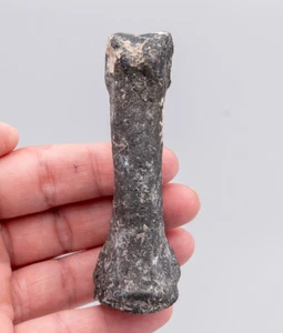 Fósil de hueso de dedo del pie de camello fósil de Florida 1821 - Imagen 1 de 7