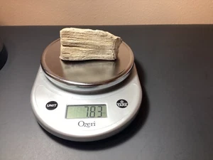 Fossil versteinertes Holz Blauwald Wyoming 50 Millionen Jahre alt, 7,83 Unzen - Bild 1 von 10