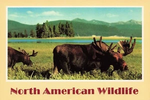 Bull Moose & Cow Yellowstone and Grand Teton Parks Wyoming 4 x 6 Vintage PC - Picture 1 of 2
