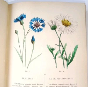 Leçons élémentaires de Botanique Le Maout 19e 50 Planches Couleurs Aquarelle - Picture 1 of 23