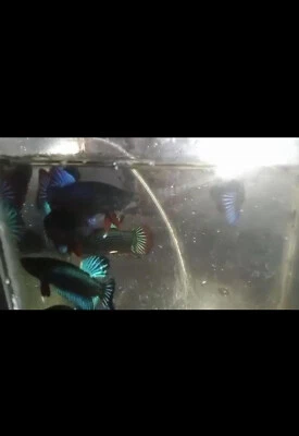 PAR DE CARTELES DE LUCHADOR BETTA Foto 1 de 4