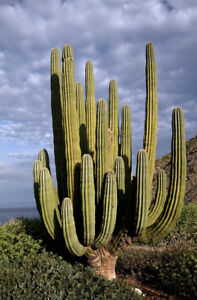 20 graines Pachycereus pringlei carton géant mexicain géant éléphant cactus nopal