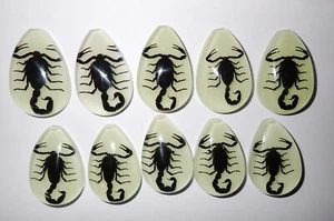 Cabochon Black Scorpion Pear Shape (cut top) 46x30 mm Glow 18 pieces Lot - Picture 1 of 20