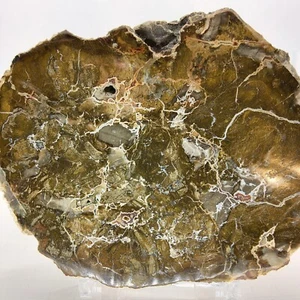 Agatized Petrified Wood, 5.5", polished, slab, display specimen, fossil, #R-5385 - Picture 1 of 12