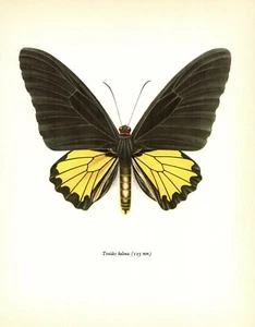 Arte de pared de insectos con impresión artística de mariposa ala de pájaro de colección ala de pájaro común 4112-62 - Imagen 1 de 1