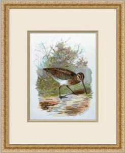 A.Thorburn - Snipe Small Lithograph Custom Gallery Framed - Picture 1 of 2