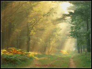 Gráfico de agujas artesanales hágalo usted mismo - patrones de punto de cruz contados - rayos solares en el bosque - Imagen 1 de 5