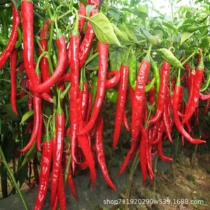 线椒种子辣椒种子四季长青1包约500粒 1 pack of chili seeds, approximately 500 pieces - Picture 1 of 14