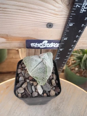 Astrophytum Myriostigma 'Tricostatum' Cactus - Image 1 of 2