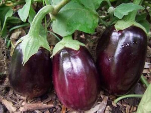 Eggplant Black Beauty - Heirloom Vegetable by Life-Force Seeds Australia - Picture 1 of 4