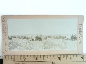 Raccolta fieno in Alberta o Saskatchewan Canada Stereoview antico c1890s - Foto 1 di 2
