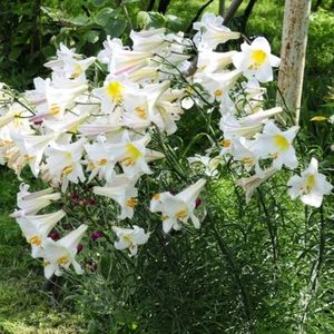8X Seed White Giant Tree Lily Asiatic Lilium Hardy Garden Plant Large Flowers - Picture 1 of 1