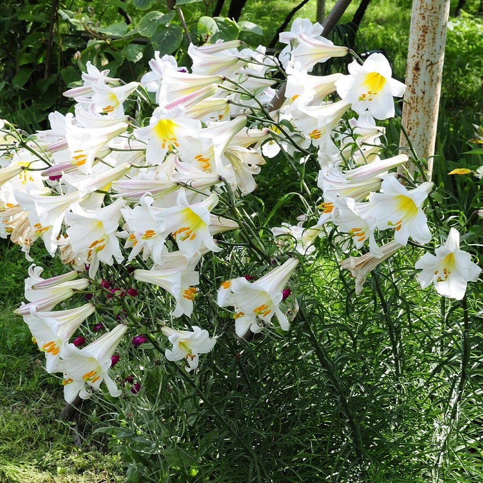 8X Seed White Giant Tree Lily Asiatic Lilium Hardy Garden Plant Large Flowers - Image 1 of 1