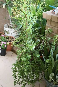(5) Fresh Stems ~Elephant Bush Spekboom Portulacaria Afra~ Plant Succulent  - Picture 1 of 2