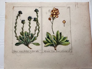 Orig 19th C. Thlaspi Alyssum Hand Colored Botanical Plate - Picture 1 of 4