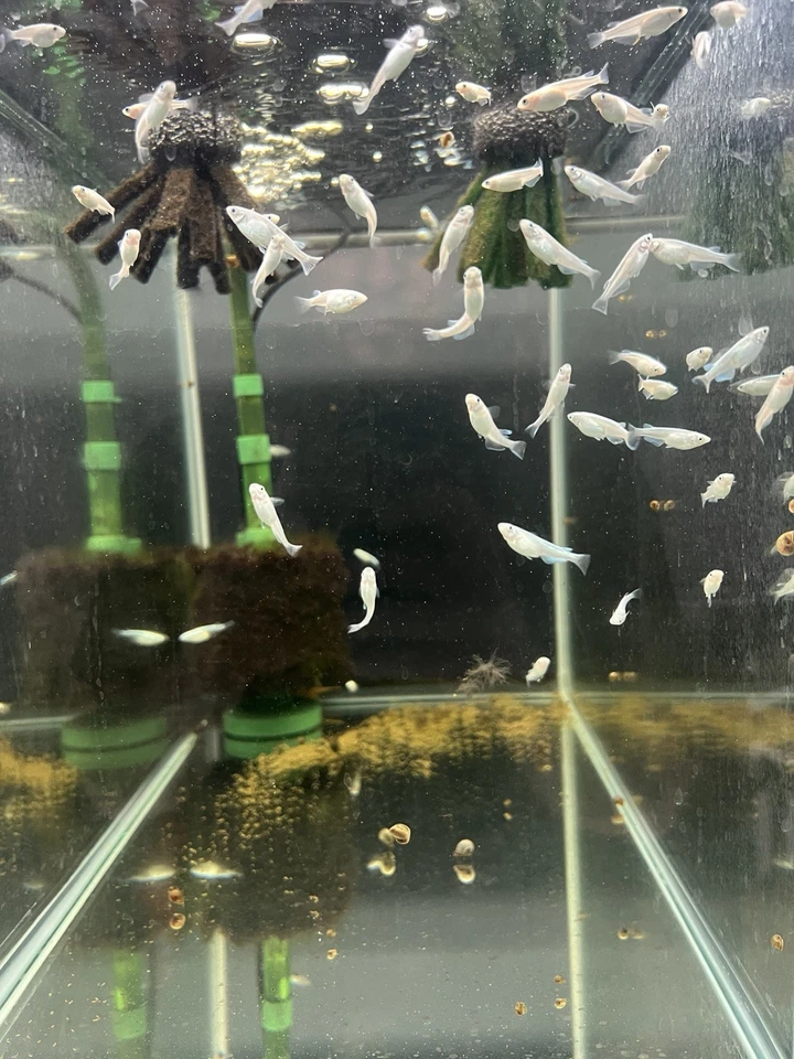 Peixe de arroz Medaka platina 8+2 - Imagem 1 de 2