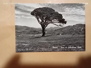 cartolina Nuoro, Pino di Sebastiano Satta. viaggiata 1968 - Foto 1 di 1