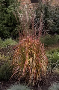 1 x Miscanthus sinensis ‚Navajo' Ziergras/Gräser/Stauden/winterhart Chinaschilf - Bild 1 von 9