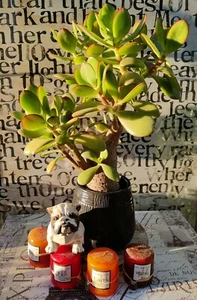 16"H × 2"D *10 Year-Old Jade Tree Stump Bonsai *In-Person Door Pick Up Special  - Picture 1 of 18