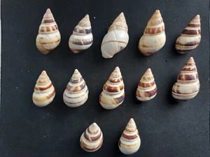 #B20 Lot of 12 attractive mixed Liguus, 36-48mm land snail shells - Picture 1 of 2