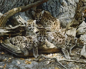 "While the Cat´s Away -Cougar Cubs" Carl Brenders Limited Edition Print - Picture 1 of 1
