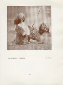 TIBETAN TERRIER OLD VINTAGE 1934 NAMED DOG SEPIA PRINT PAGE - Picture 1 of 1
