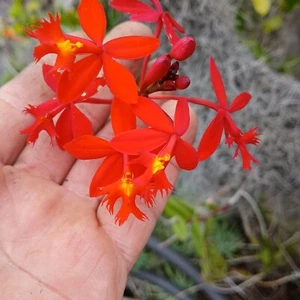 EPIDENDRUM Orchid Red Reed 3 Pieces With Roots Division - Picture 1 of 6