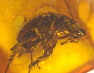 Beautiful Cockroach in Baltic Amber Fossil Gemstone - Picture 1 of 8
