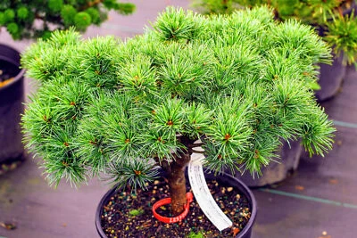 Pinus parviflora 'Catherine Elizabeth' - Pino Blanco Japonés *Planta Viva Foto 1 de 4