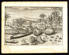 Antique Print-Botany-De Houtman-Lacca-Tacca-Fagaras-Lancuas-Palms-Commelin-1646