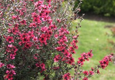 LEPTOSPERMUM SCOPARIUM 500 seeds Manuka Honey tea tree flowering shrub