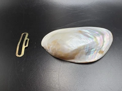 Faja bufanda iridiscente broche hebilla cinturón almeja ovalada madreperla vintage Foto 1 de 4