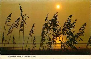 Postcard Continental Moonrise Florida Beach Unused - Picture 1 of 2