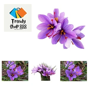 100 Crocus Sativus Corms -  Saffron Crocus Bulbs for Planting 2024-9 cm Saffr... - Picture 1 of 6