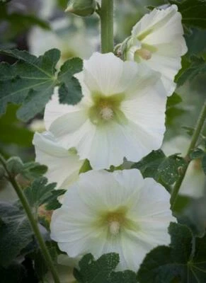 Alcea rosea subsp. ficifolia | Antwerp or Fig Leaf Hollyhock | 10 Seeds - Image 1 of 4