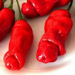 200 Körner roter Penis Peter Pepper Penis Chili Capsicum Bio Erbstück - Bild 1 von 9