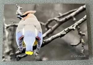 Metal Photography Art - Cedar Waxwing - Picture 1 of 6