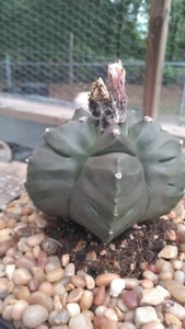 Astrophytum myrio "Kikko" baseball size real nice!!! - Picture 1 of 2
