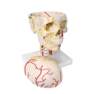 ESP Neurovascular Skull Anatomical Model Anatomy ZJY-380-G - Picture 1 of 1