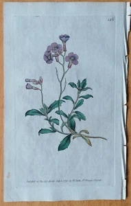 Curtis Originaldruck Botanical Magazine Alyssum deltoideum (No. 126) - 1790 - Bild 1 von 1