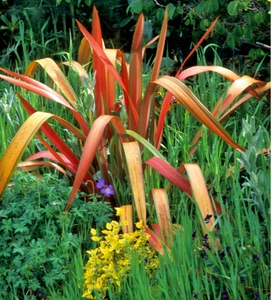 Phormium Cookianum Flamingo - XL 3Lt Large Pot - Flowering Hardy Evergreen Flax - Picture 1 of 12