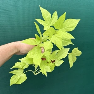 Sweet Potato ‘Ornamental Lime’ (1x Rooted Plant) Edible Permaculture Tuber - Picture 1 of 6