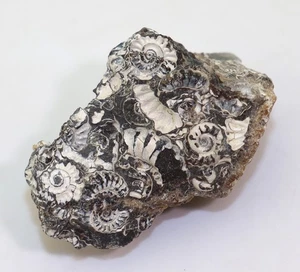 Ammoniten, Promicroceras marstonense, Jura, Sinemur, Marston Magna, UK -m101 - Picture 1 of 5