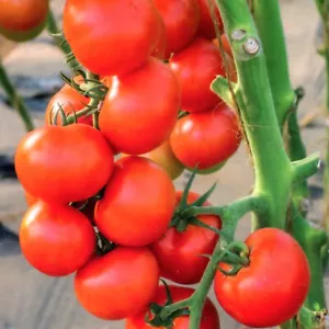 Tomatensamen Tomaten Samen Harzfeuer F1 Hybrid alte Sorten 40 Samen Nr. 4 - Bild 1 von 1