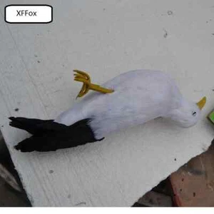 simulation seagull model foam&feather dead seagull bird gift about 30cm - Picture 1 of 3